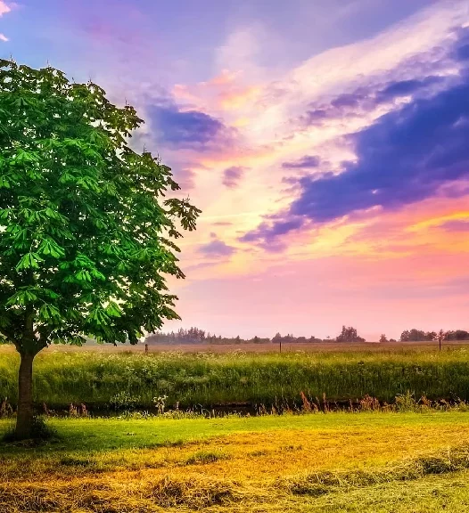 What I have lived for 我为何而活？