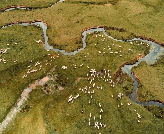 地球上生命的演化