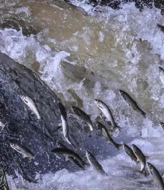 洄游——壮丽的生命史诗