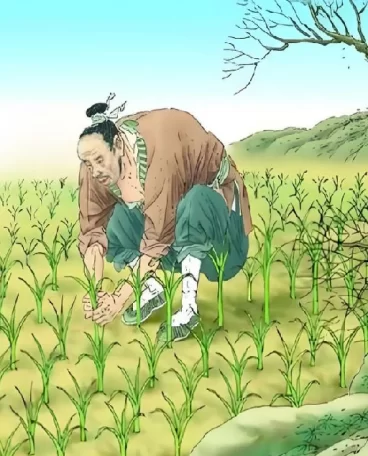 拔苗助长